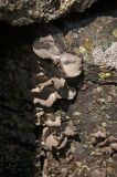 отдел Ascomycota. Талломы на камне. Челябинская обл., хребет Уреньга, скальный гребень на подходе к вершине Второй сопки, ≈ 1100 м н.у.м. 16 сентября 2017 г.