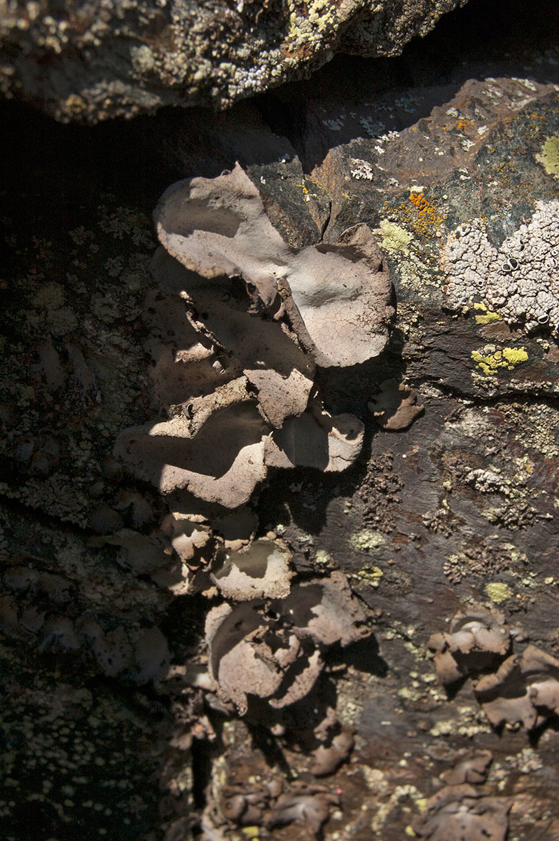 Image of division Ascomycota specimen.