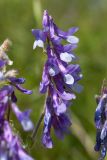 Vicia villosa