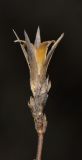 Dianthus strictus. Верхушка побега с неразвившимися и вскрывшимся плодами. Израиль, Нижняя Галилея, г. Верхний Назарет, выположенная вершина горы, выс. ок. 480 м н. у. м. 25.11.2015.