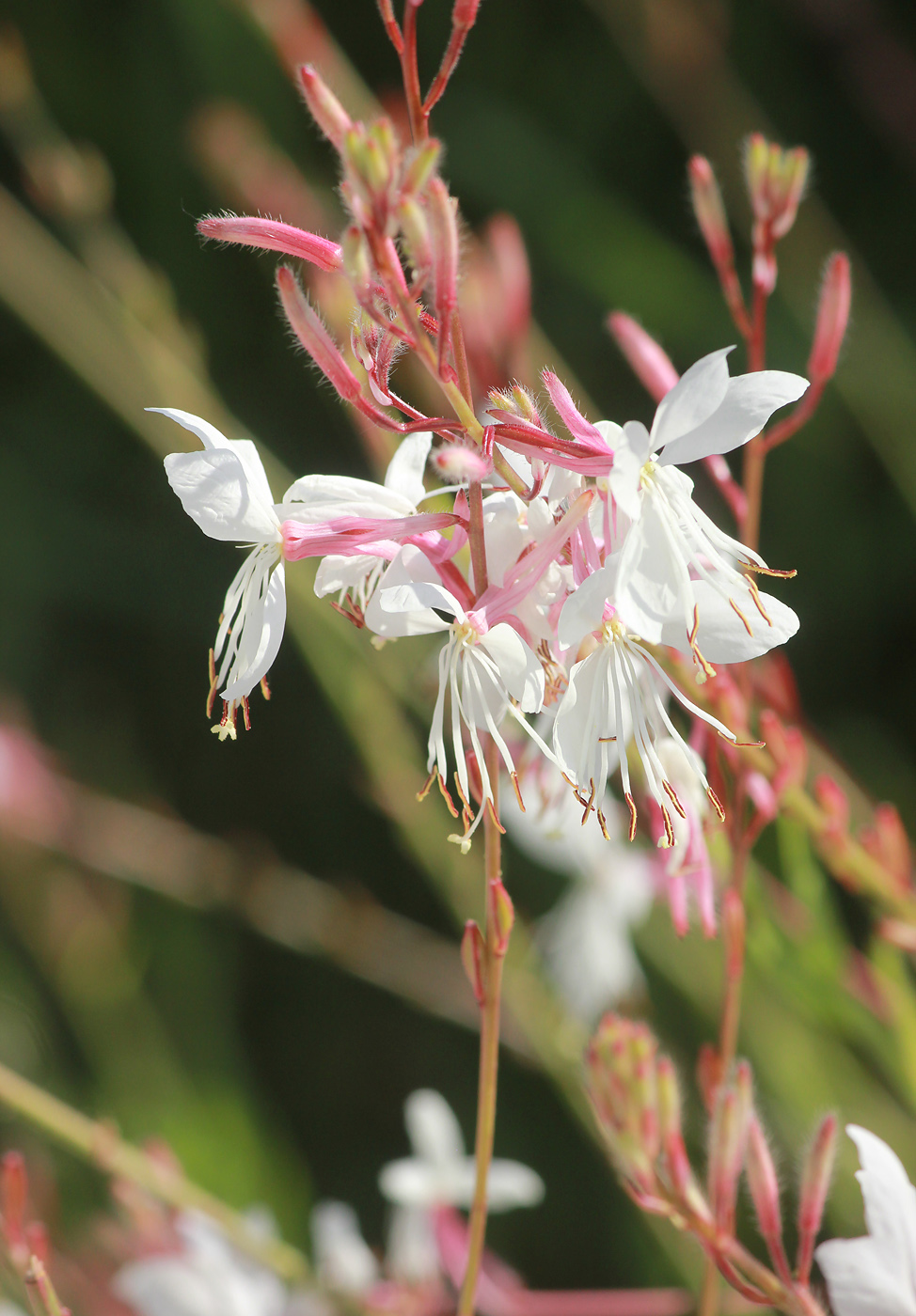 Image of Gaura lindheimeri specimen.