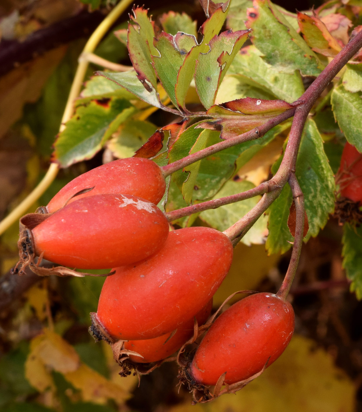 Image of Rosa canina specimen.