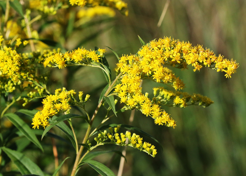 Image of Solidago canadensis specimen.