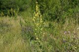 Verbascum lychnitis