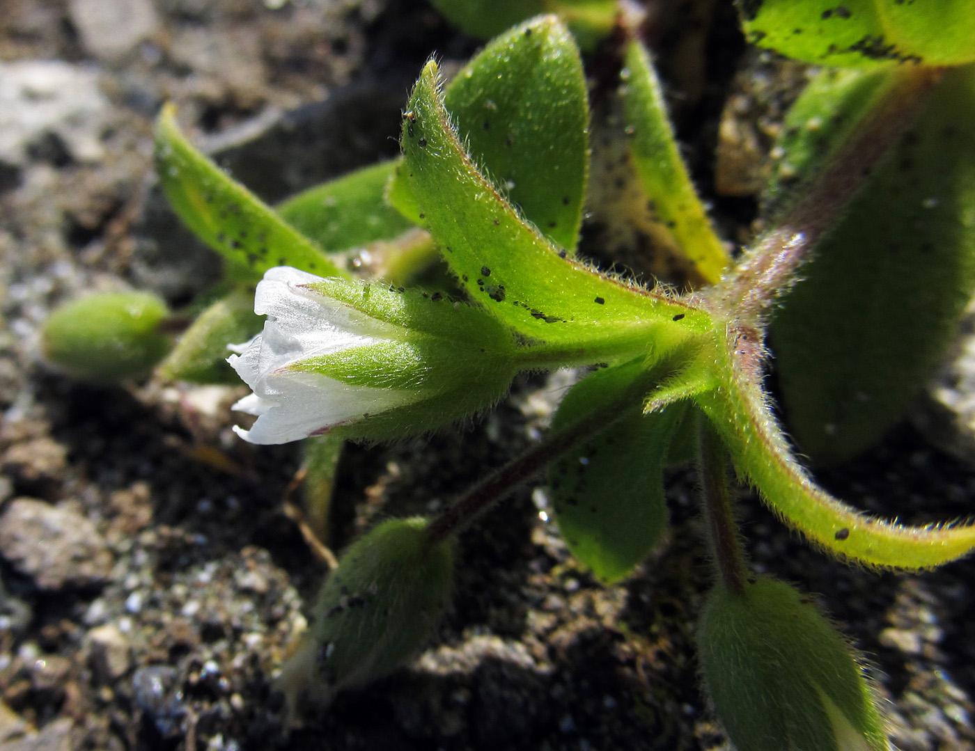 Image of Cerastium aleuticum specimen.