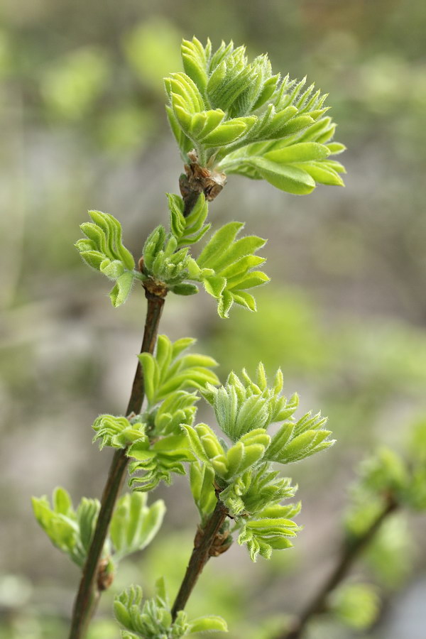 Изображение особи Caragana arborescens.