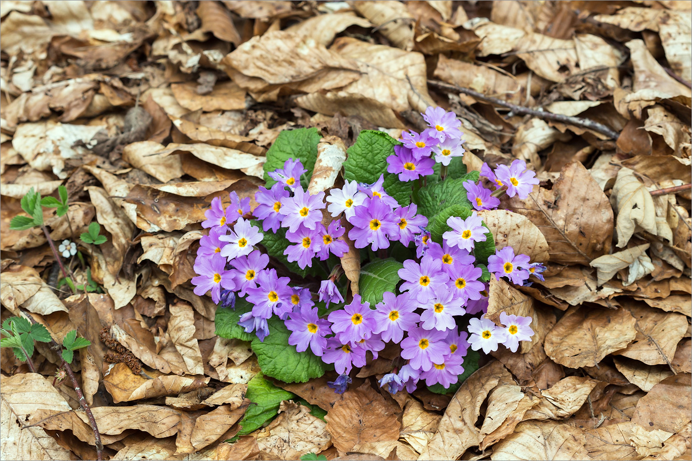 Image of Primula vulgaris specimen.