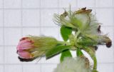 Trifolium eriosphaerum