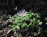 Anemone banketovii