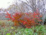 Cerasus sachalinensis