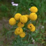 Tanacetum vulgare. Соцветия. Свердловская обл., Североуральский городской округ, окр. пос. Крутой Лог, бывшая дер. Высотинка, опушка сосново-елового леса. 29.07.2017.