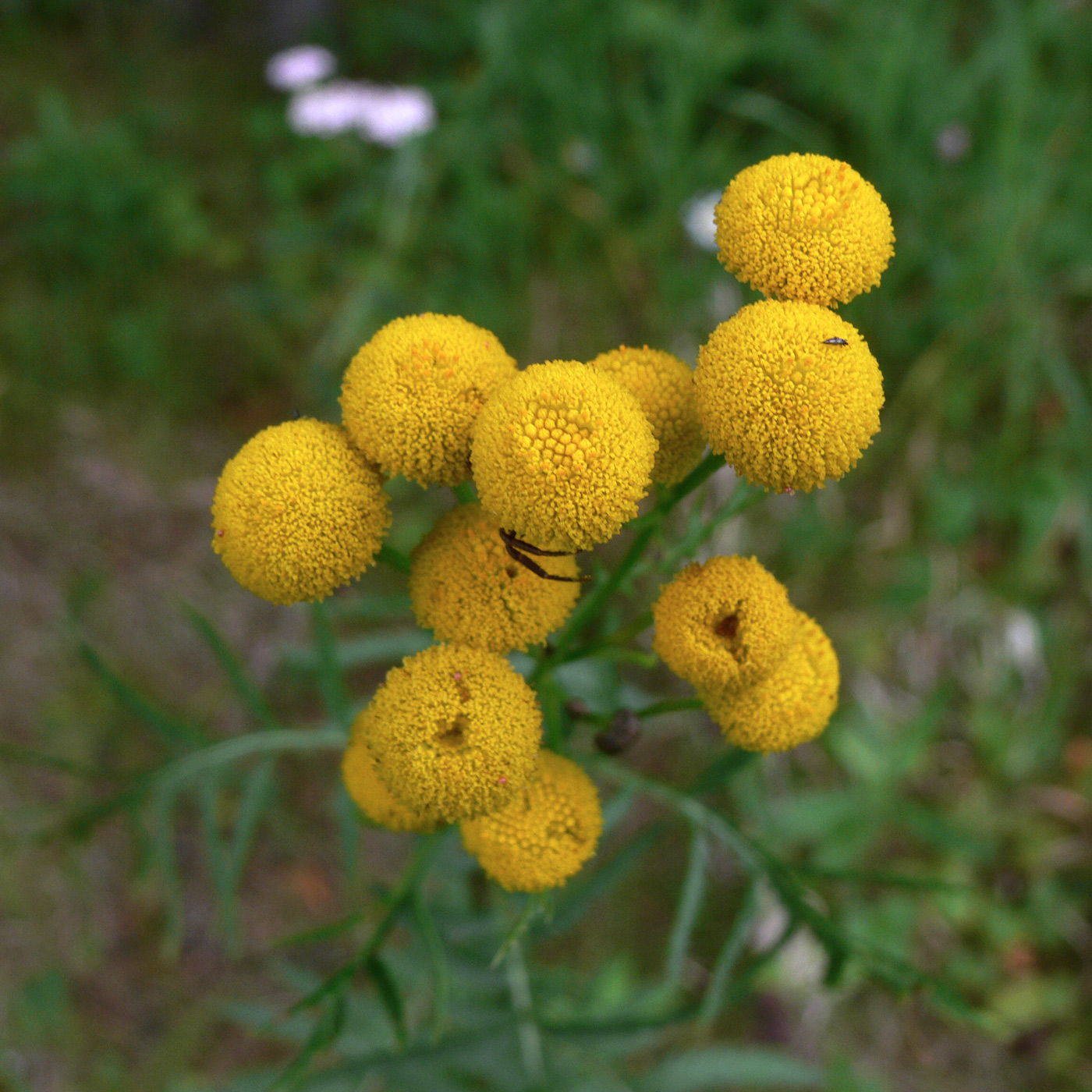 Image of Tanacetum vulgare specimen.