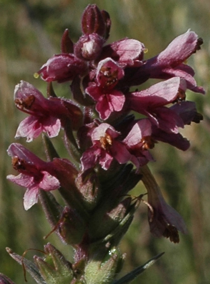 Image of Odontites vulgaris specimen.