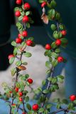 Cotoneaster horizontalis