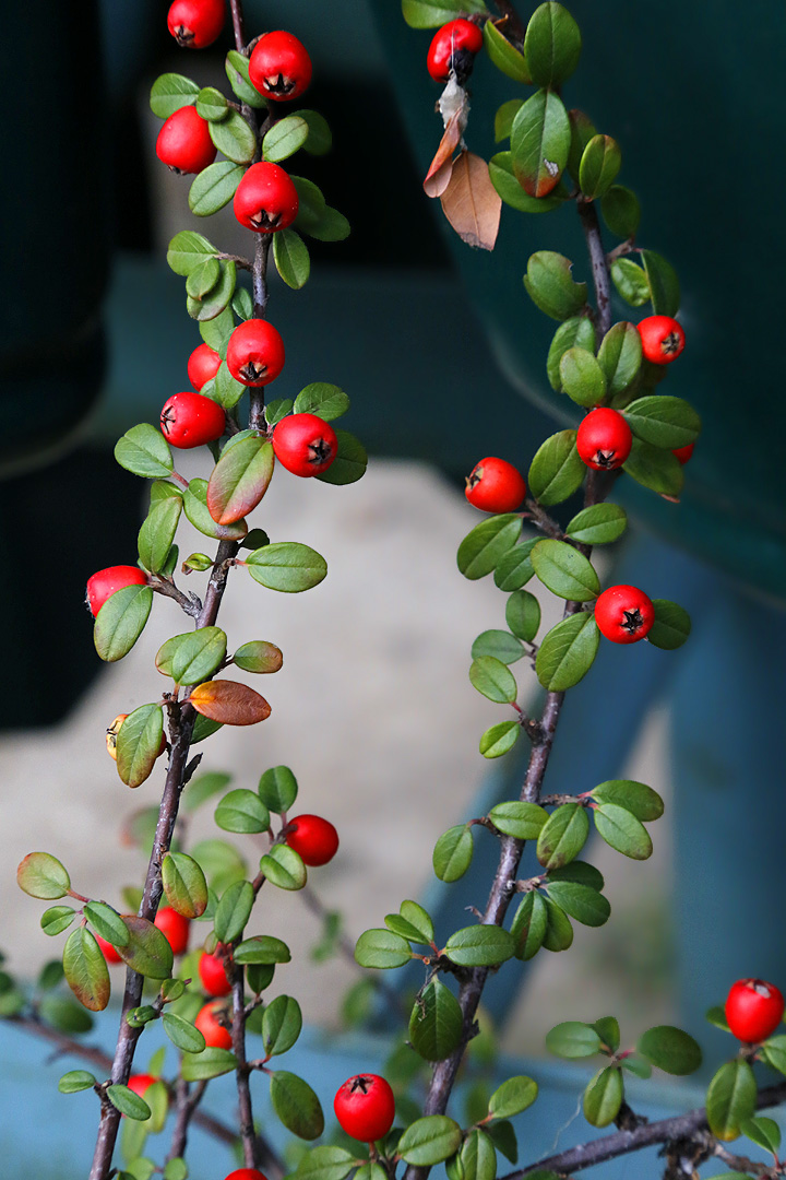 Image of Cotoneaster horizontalis specimen.