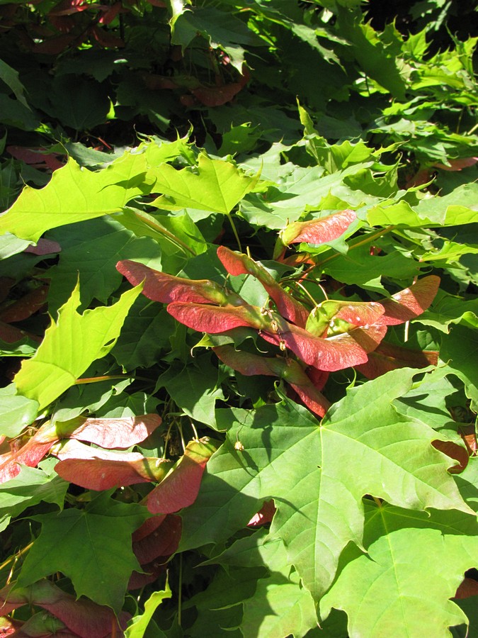 Image of Acer platanoides specimen.
