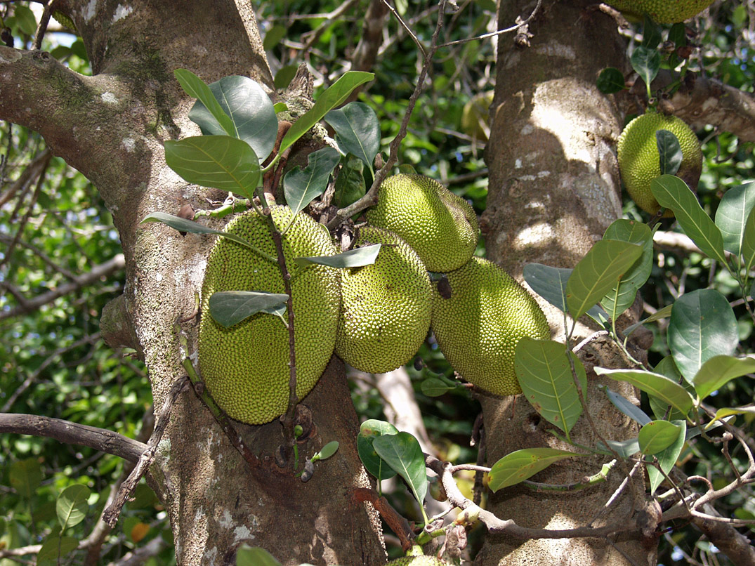 Изображение особи Artocarpus heterophyllus.