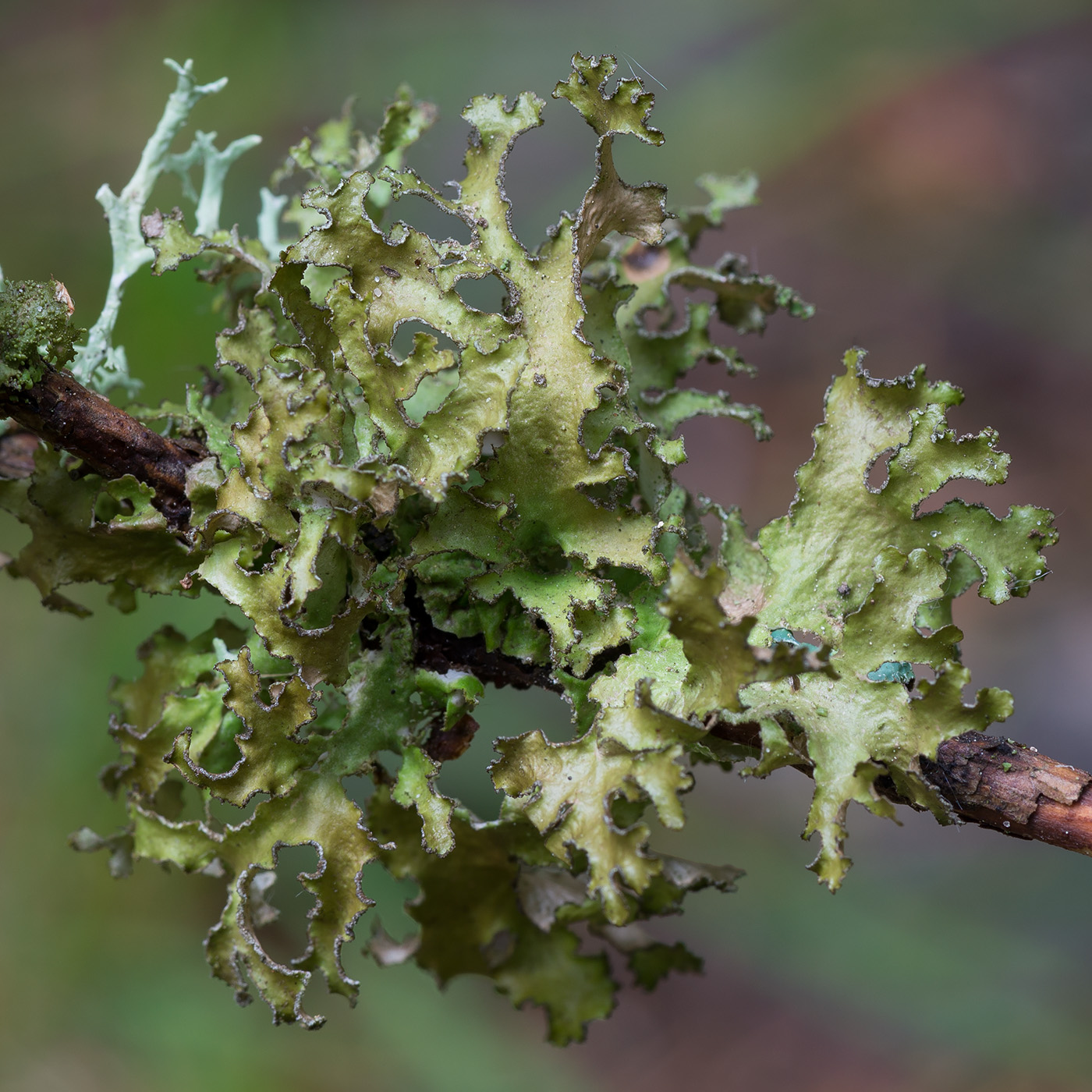 Image of Tuckermanopsis chlorophylla specimen.