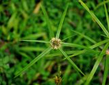 Kyllinga polyphylla