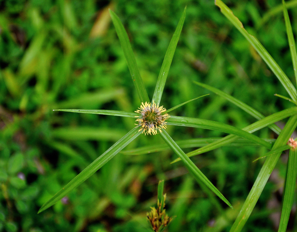 Image of Kyllinga polyphylla specimen.