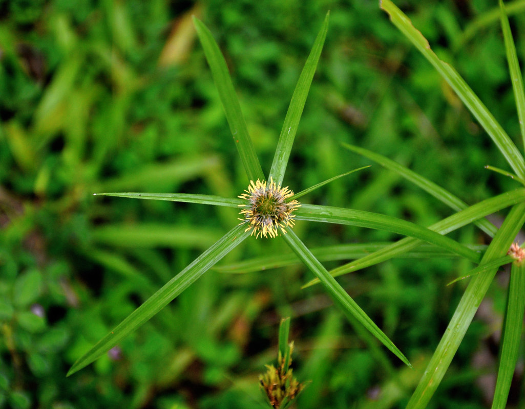 Изображение особи Kyllinga polyphylla.