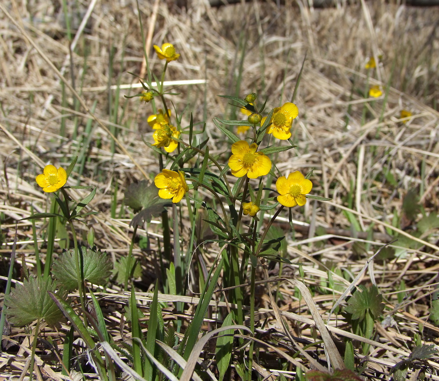 Изображение особи Ranunculus monophyllus.