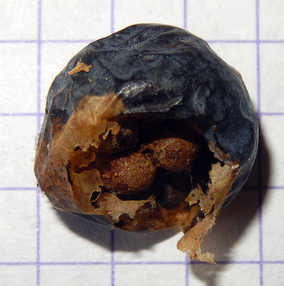 Image of Polygonatum glaberrimum specimen.