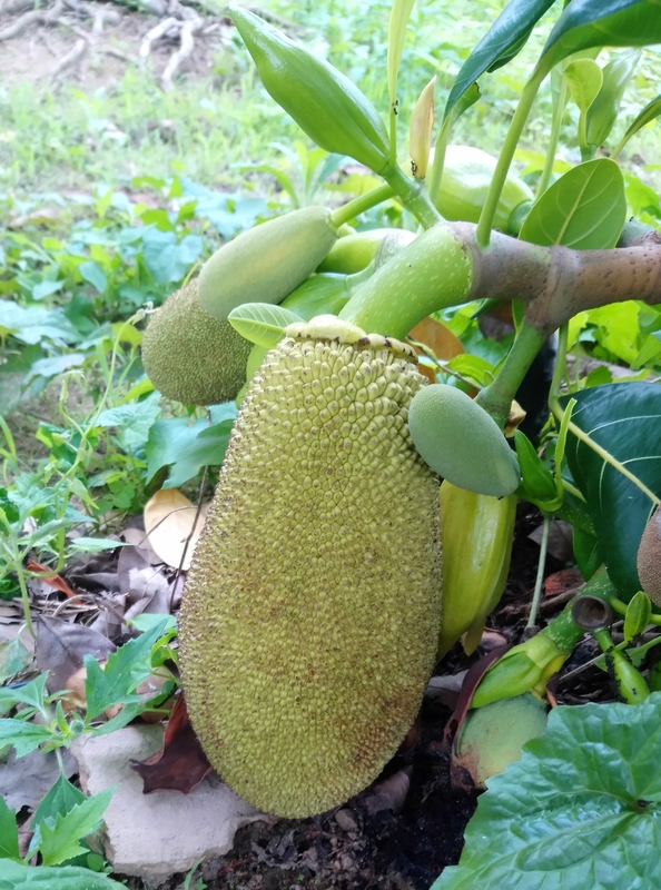 Изображение особи Artocarpus heterophyllus.