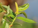 genus Salix