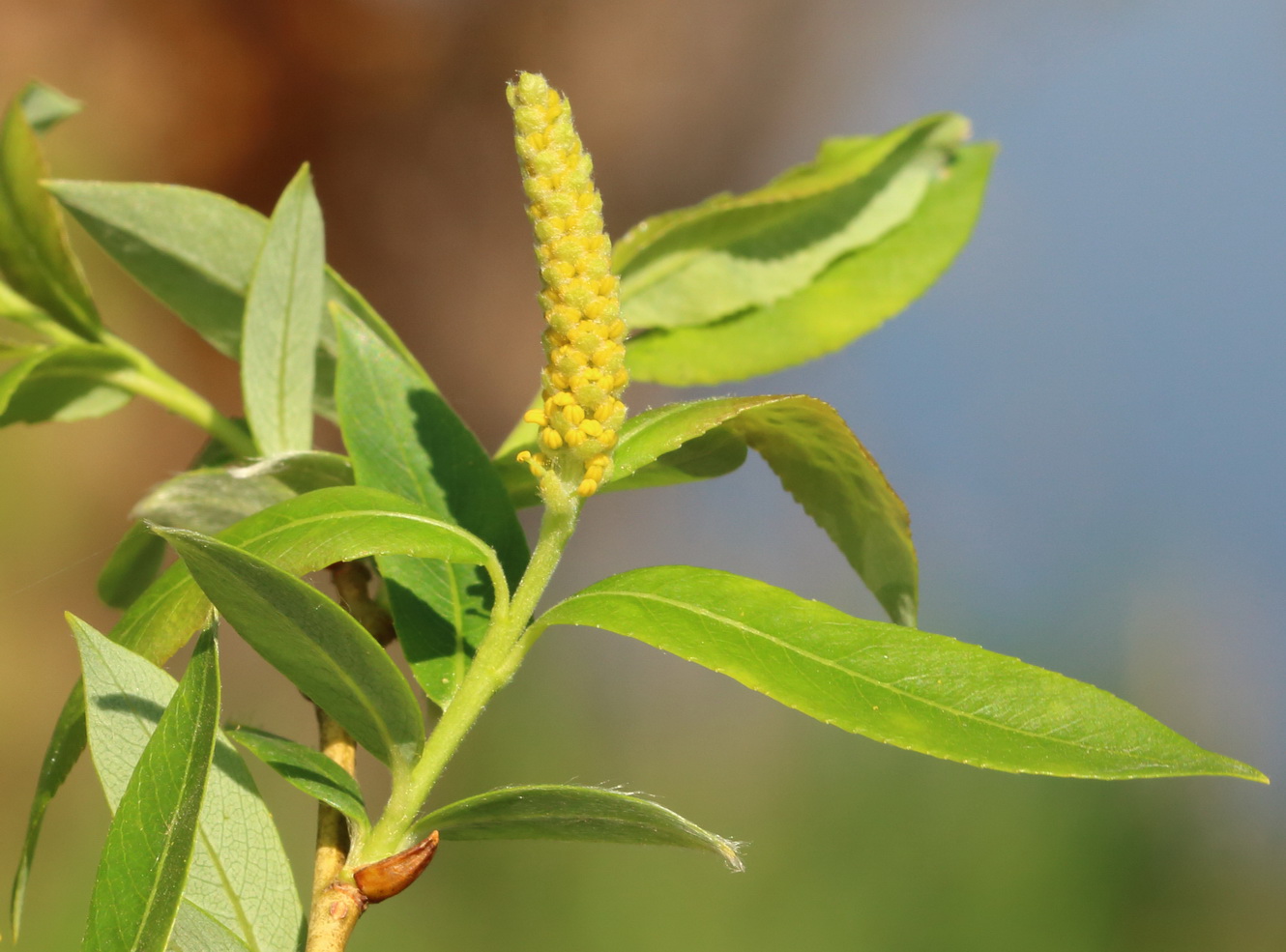 Image of genus Salix specimen.