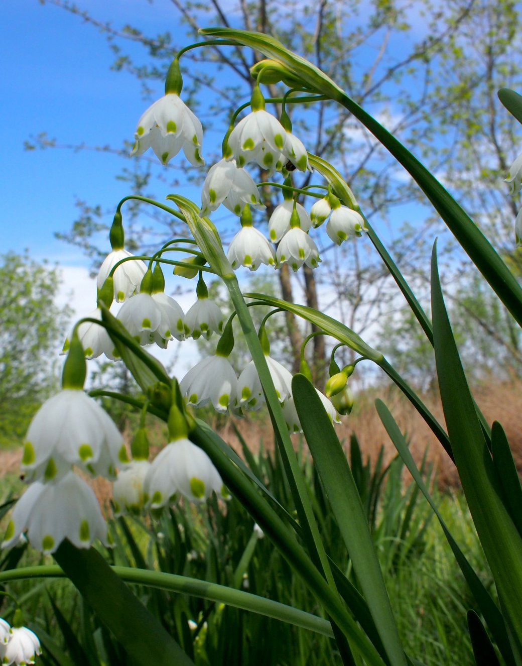 Изображение особи Leucojum aestivum.