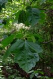 Sorbus torminalis. Верхушка побега с соцветием. Республика Адыгея, Майкопский р-н, ок. 5 км восточнее ст. Даховская, хребет Скалистый (Уна-Коз), лиственный лес, у грунтовой дороги. 05.05.2018.