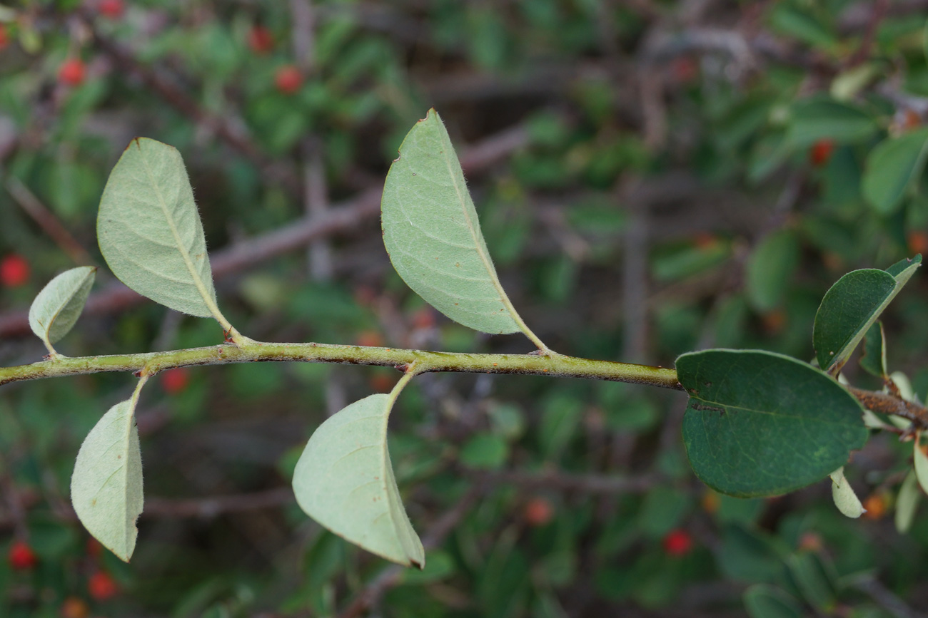 Изображение особи род Cotoneaster.