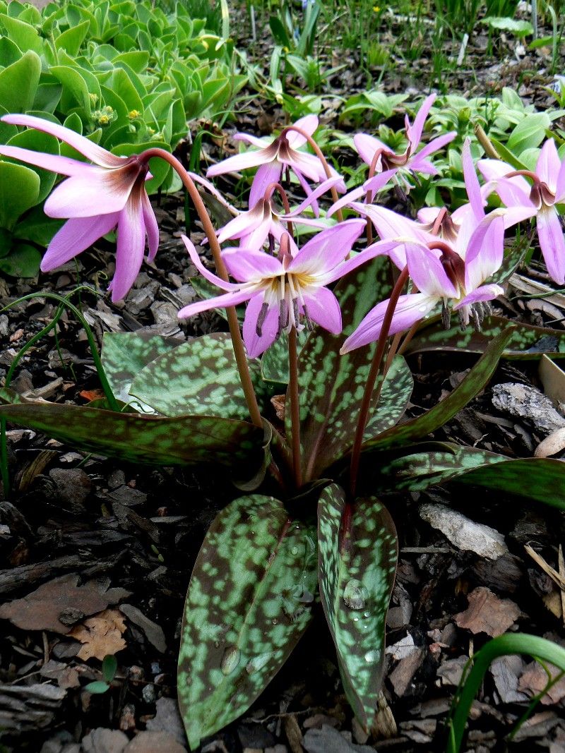 Изображение особи Erythronium dens-canis.