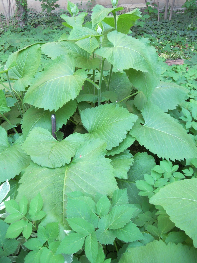 Image of Telekia speciosa specimen.