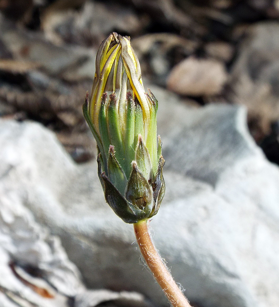 Image of Taraxacum thracicum specimen.