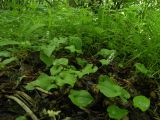 Maianthemum bifolium