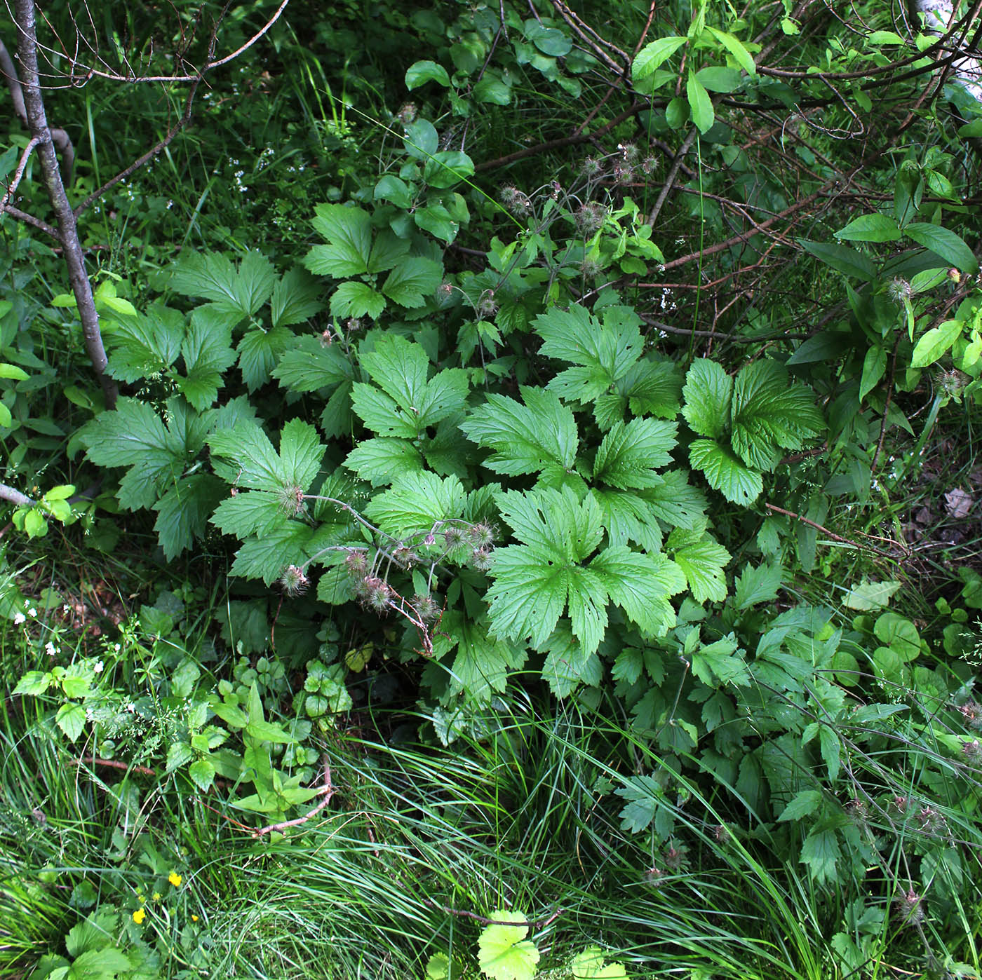 Image of Geum rivale specimen.