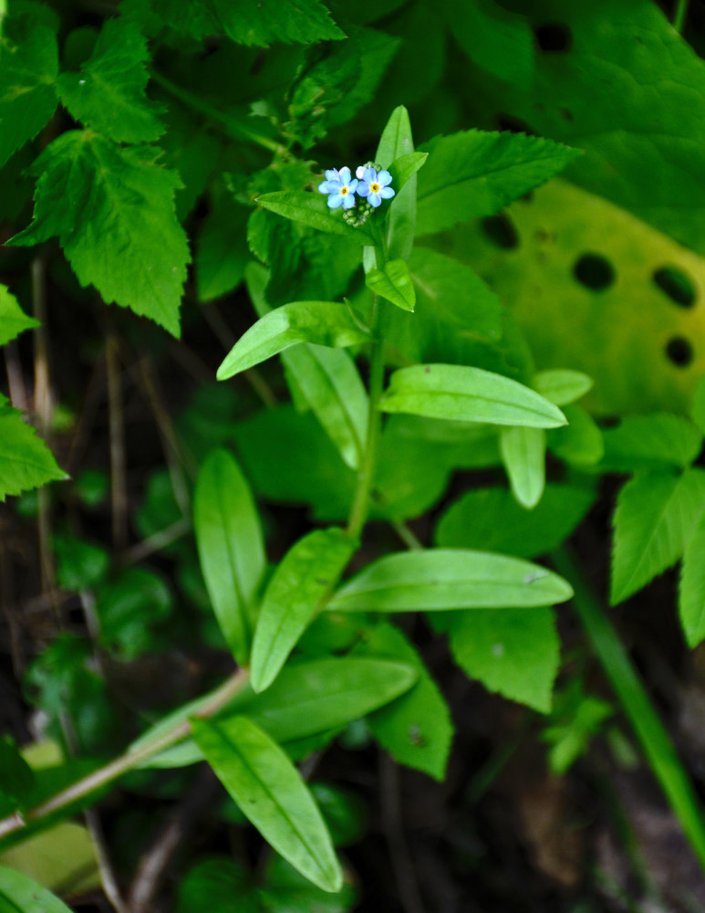 Изображение особи Myosotis palustris.