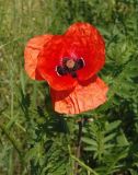 Papaver rhoeas. Цветок. Украина, Запорожский р-н, Дурная балка, разнотравная степь. 31.05.2018.
