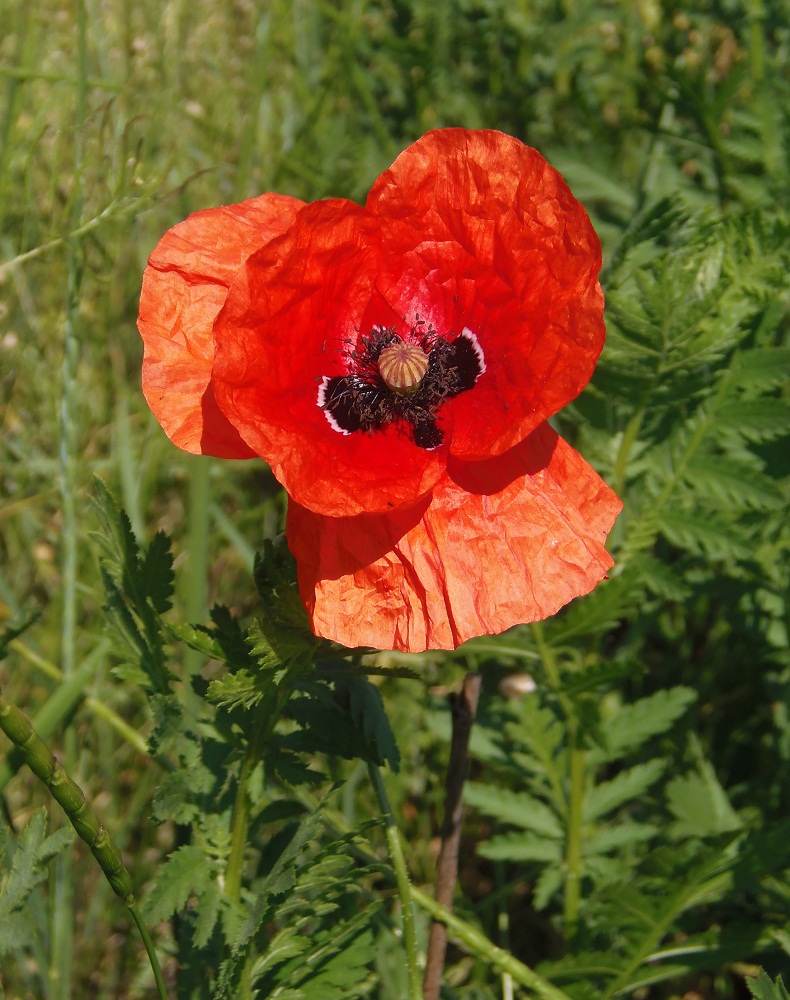 Изображение особи Papaver rhoeas.