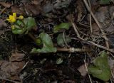Caltha palustris. Зацветающее растение в заболоченном пойменном лесу. Мурманская область, Североморский р-н, пойма р. Грязная. 29.05.2010.