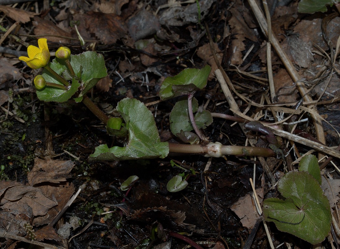 Image of Caltha palustris specimen.