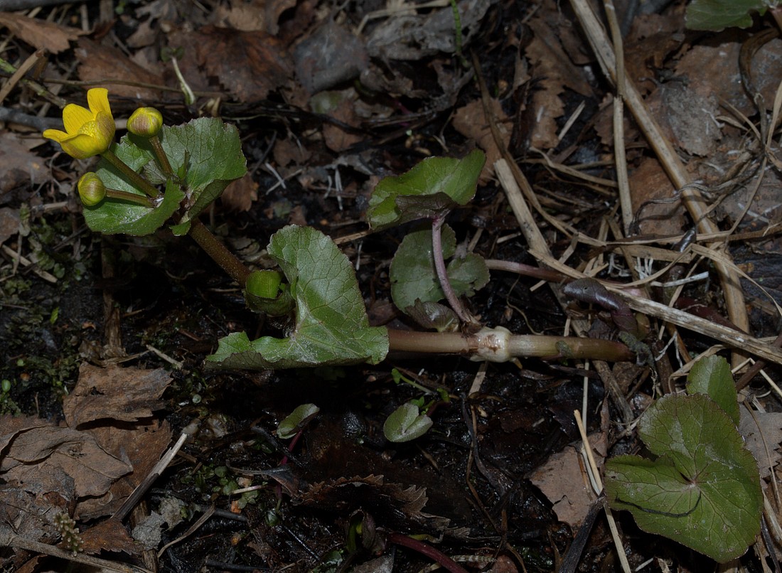 Изображение особи Caltha palustris.