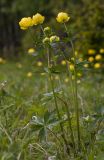 Trollius europaeus. Цветущие растения. Архангельская обл., Соловки, о. Бол. Соловецкий, сырой луг. 05.06.2018.