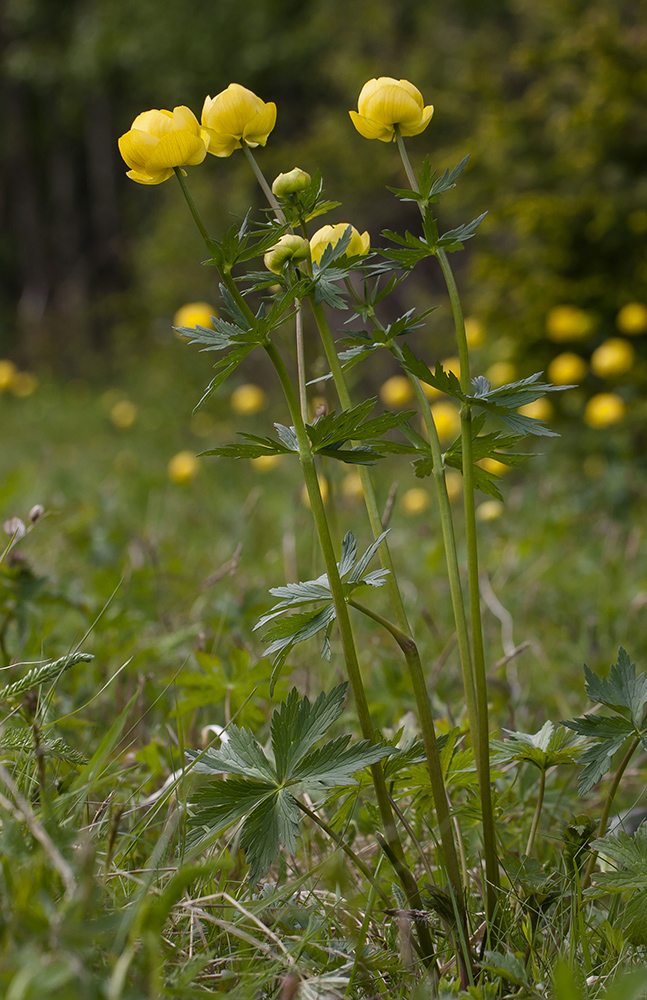 Image of Trollius europaeus specimen.