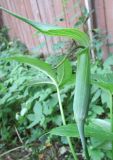 Arisaema jacquemontii. Соцветие. Московская обл., в культуре. 15.07.2018.