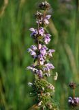 Phlomoides tuberosa. Соцветие c цветками и завязавшимися плодами. Хакасия, Ширинский р-н, берег оз. Шунет, степной склон. 12.07.2018.