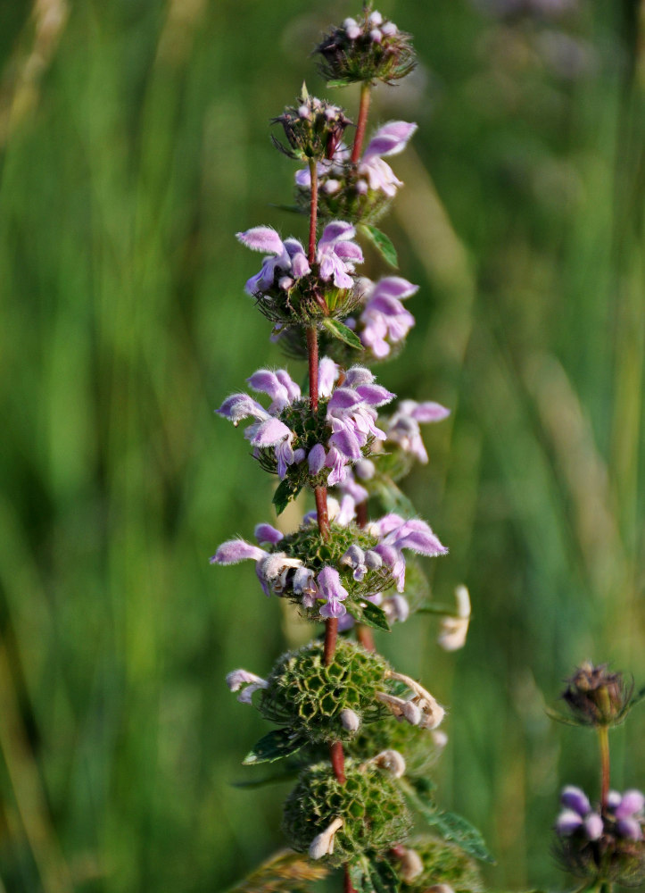 Image of Phlomoides tuberosa specimen.