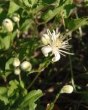 Clematis vitalba